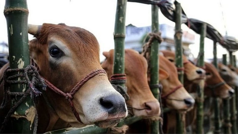 নাসিকে পশুর হাটের সংখ্যা বেড়ে ২৭: সর্বোচ্চ দর জালকুড়িতে, ১৩ মে প্রথম ধাপের দরপত্র জমা